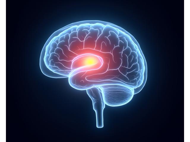 Scientific brain scan highlighting areas affected by meditation